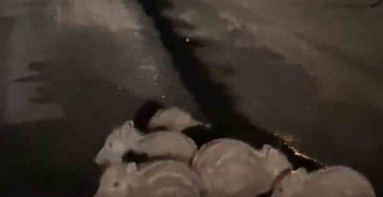 Yavru Domuzlar Elazığ Yolu'nda Görüntülendi