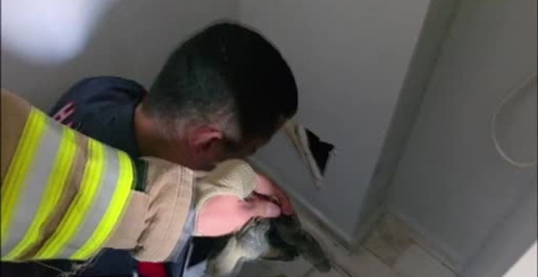 Yavru Kedilere İtfaiye Kurtarma Operasyonu