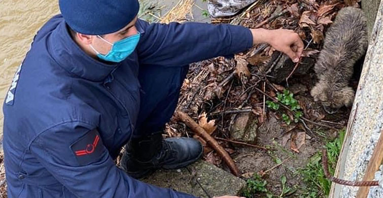 Yavru Köpeğin İmdadına Jandarma Ekipleri Yetişti