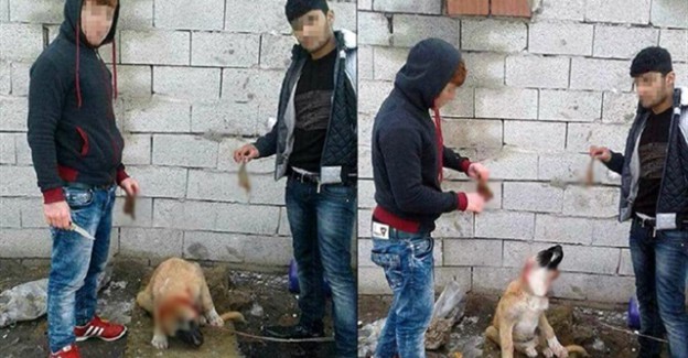 İşte Yavru Köpeğin Kulağını Kesen İşkencecilere Verilecek Ceza