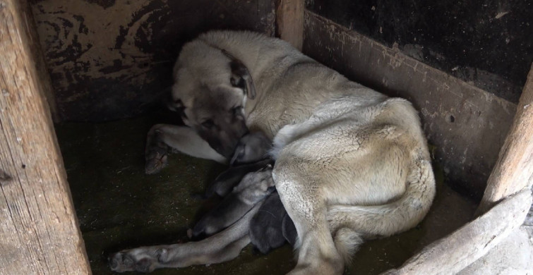 Yavru köpek anne dedi videosu sosyal medyayı sallıyor!