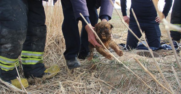 Yavru Köpek Kurtarıldı