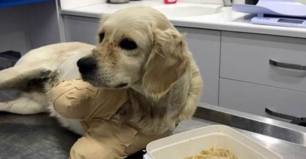 Yavru Köpek Pamuk'un Kollarını Kesilmişti! Mahkeme Şüphelileri Serbest Bıraktı