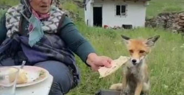 Yaylada Sedriye ninenin sofrasına oturan tilki ekmeği reddetti