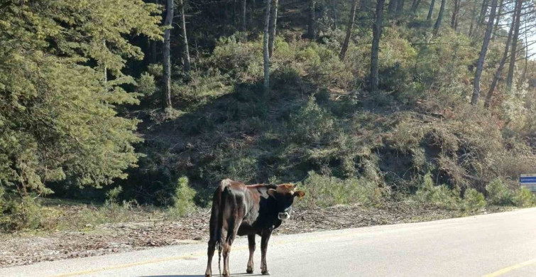 Yem Fiyatlarının Artışıyla Salma Besicilikte Yeniden Canlanma