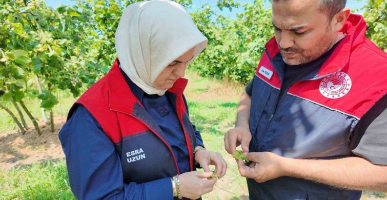 Yeni sezon öncesi fındık bahçelerinde saha incelemeleri sürüyor