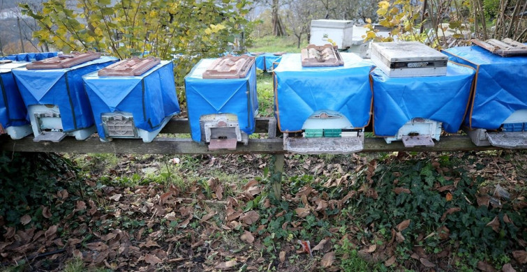 Yenice Ihlamur Balı Markalaşma Süreci Devam Ediyor