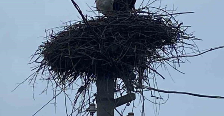 Yenicekent'te Leyleklerin Bahar Geleneği Devam Ediyor