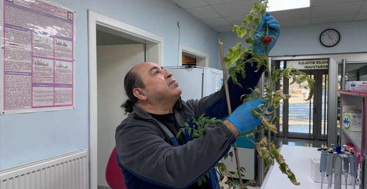 Yenilebilir Aşı Geliştirme Projesi: Domatesler Kullanılacak