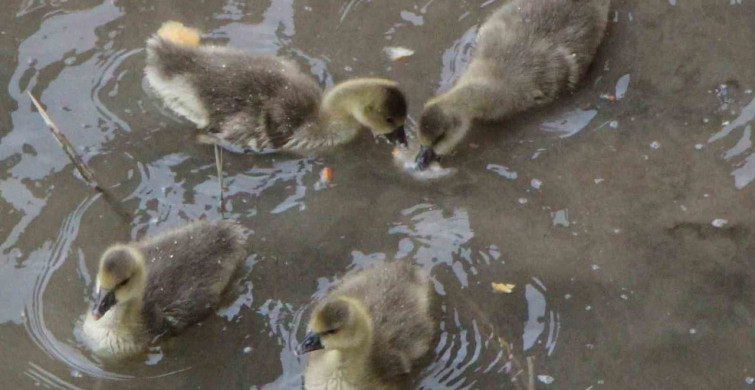 Yeşilırmak Nehri'nin Sevimli Maskotları: Kaz Yavruları