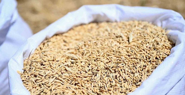 Yeşilyurt Belediyesi, üreticilere ücretsiz arpa dağıtımı yapacak
