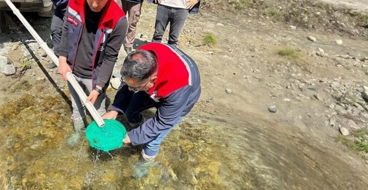 Yığılca'da Balık Popülasyonu Artıyor