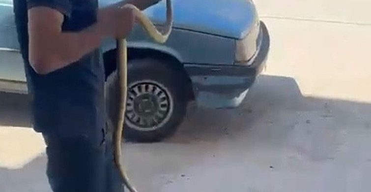 Yılanları çıplak elleriyle yakalayıp doğaya salıyor