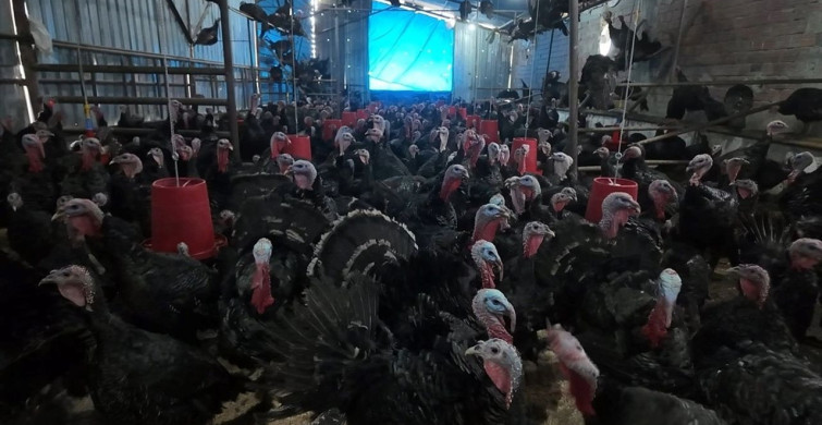 Yılbaşı İçin Hazırlanan Eflani ve Kandıra Hindileri