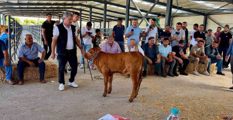Yılın en güzel buzağısı 40 günlük limousin cinsi seçildi