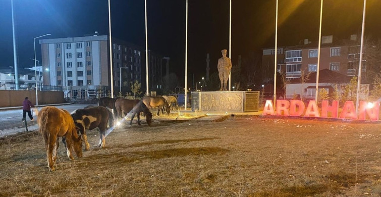 Yılkı Atları Ardahan Kent Merkezine İndi