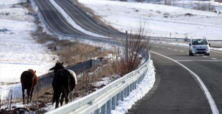 Yılkı Atları Ardahan'da Ulaşımı Aksattı
