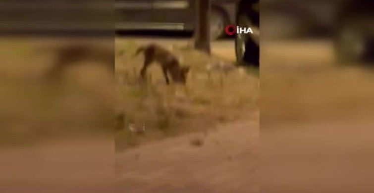 Yiyecek arayan tilki yerleşim yerine indi