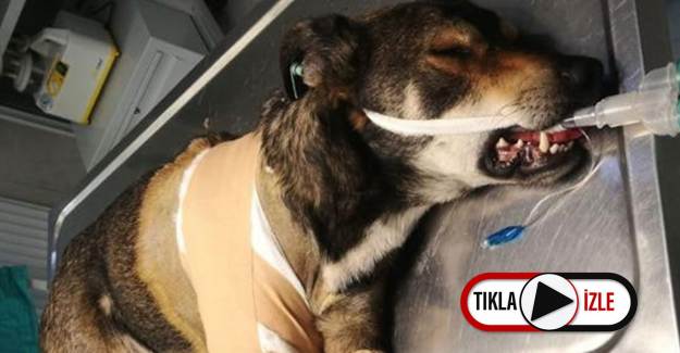 Yolda Yatan Köpeğin Üzerinden Geçti