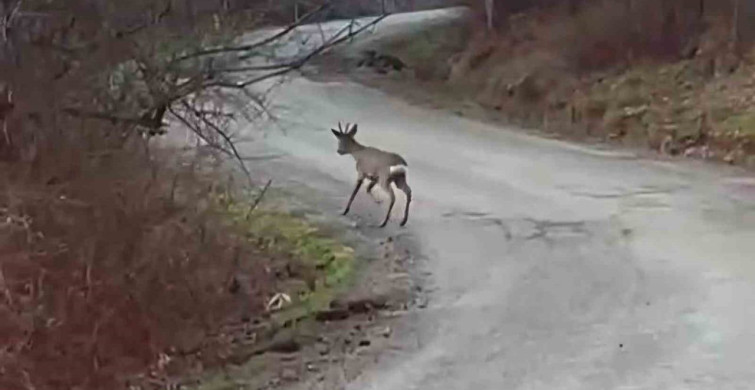 Yolunu Kaybeden Karaca Yavrusu Görüntülendi