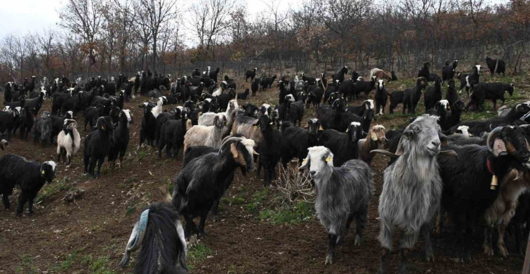 Yozgatlı Keçi Yetiştiricisi Kireç Yöntemi ile Hayvan Kayıplarını Azalttı
