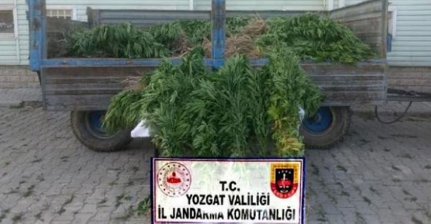 Yozgat'ta 964 Kök Hint Keneviri Ele Geçirildi