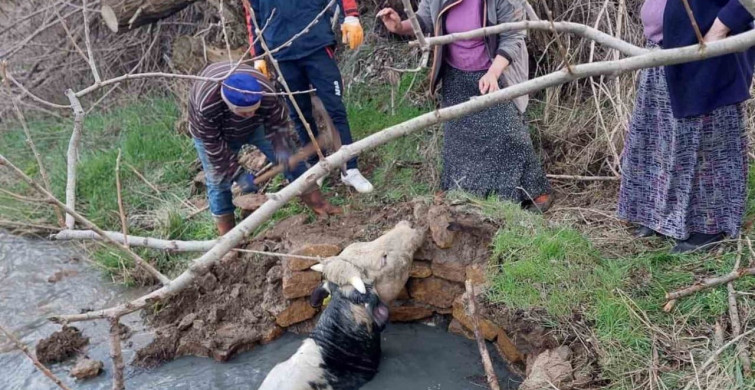 Yozgat'ta Büyükbaş Hayvan Kuyuya Düştü