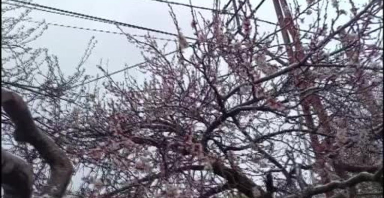 Yozgat'ta Çiçek Açan Ağaçlar Karla Kaplandı