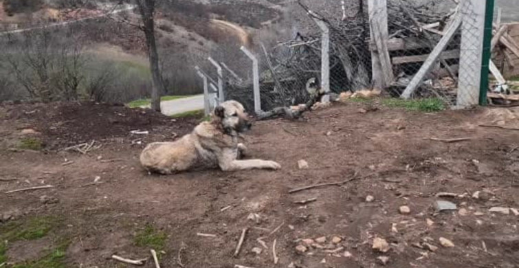 Yozgat'ta Çoban Köpeklerinin Önemi