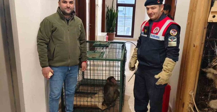 Yozgat'ta Hint Şebeği Maymunu Yakalandı