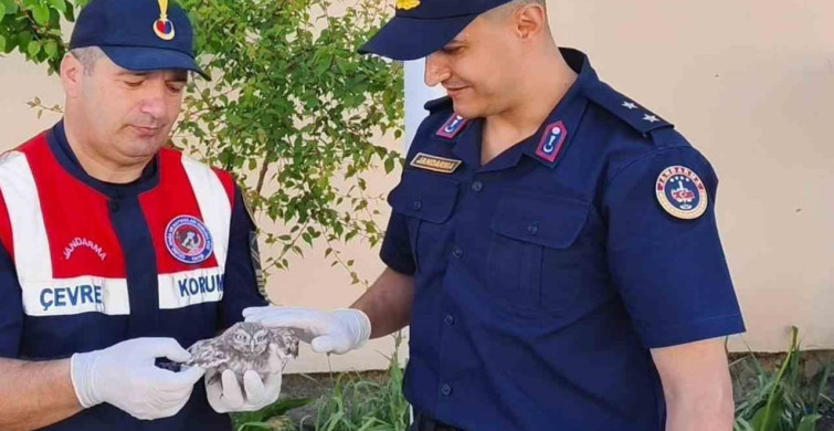 Yozgat'ta Jandarma Ekipleri Yavru Baykuşa Sahip Çıktı