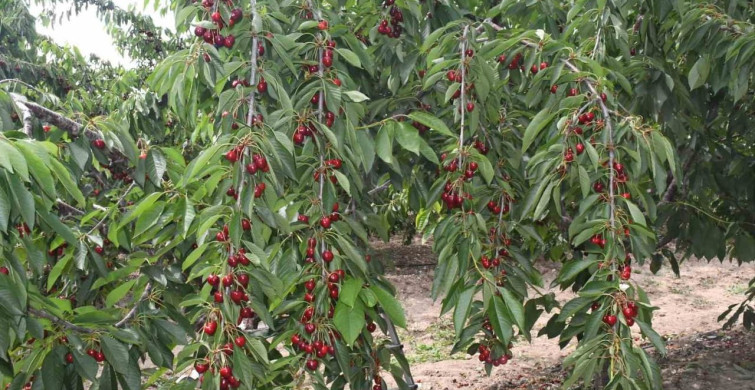 Yozgat’ta kiraz hasadı devam ediyor