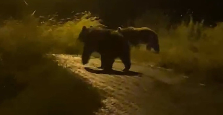 Yozgat’ta köy içerisinde iki ayı görüntülendi