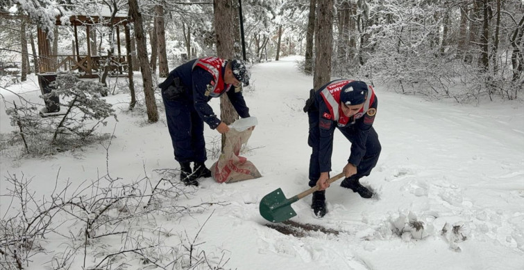 Yozgat'ta Yaban Hayvanları için Yem Bırakıldı