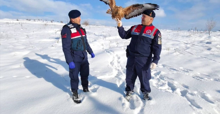 Yozgat'ta Yaralı Kızıl Şahin Koruma Altına Alındı
