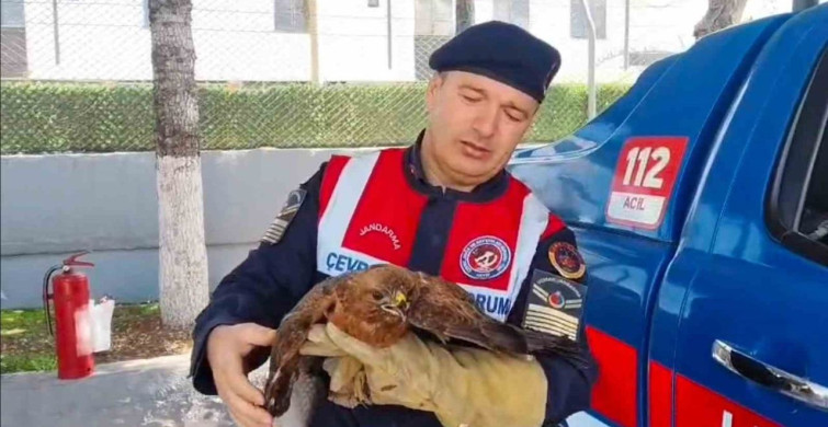 Yozgat'ta Yaralı Şahin Koruma Altına Alındı