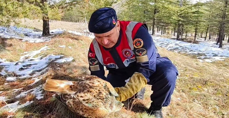 Yozgat'ta Yaralı Şahin Tedavi Altına Alındı