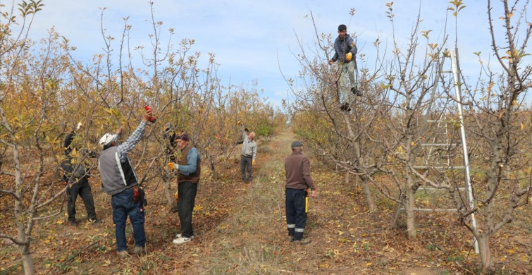 Yozgat'taki Dev Meyve Bahçesi İstihdam Kapısı Oldu