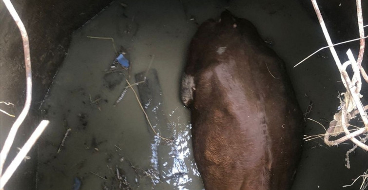 Yozgat'taki İneği Su Kuyusundan Kurtarma Operasyonu