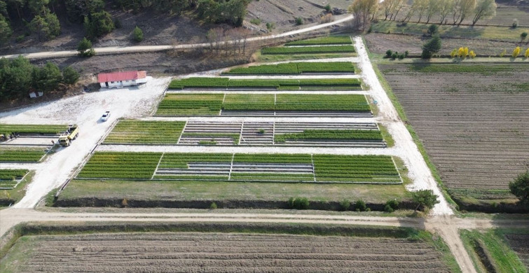 Yozgat'taki Orman Fidanlıkları İç Anadolu'yu Yeşertiyor