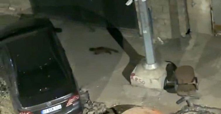 Yüksekova’da gece yarısı yiyecek arayan sarsar görüntülendi