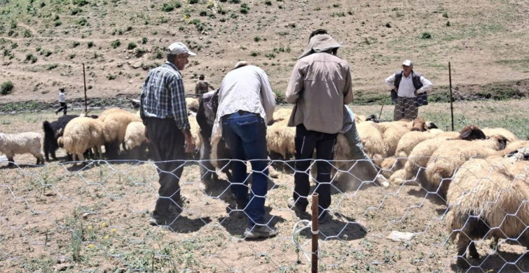 Yüksekova'da hayvanların aşılama ve kimliklendirme çalışmaları sürüyor