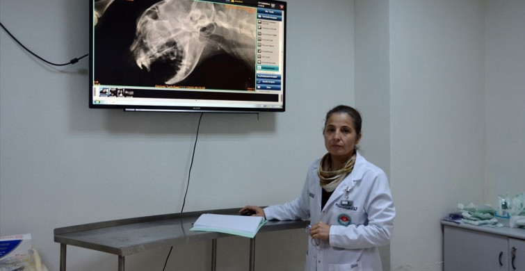 Yüksekten Düşen Kedi 'Süslü' Nadir Ameliyatla Sağlığına Kavuştu