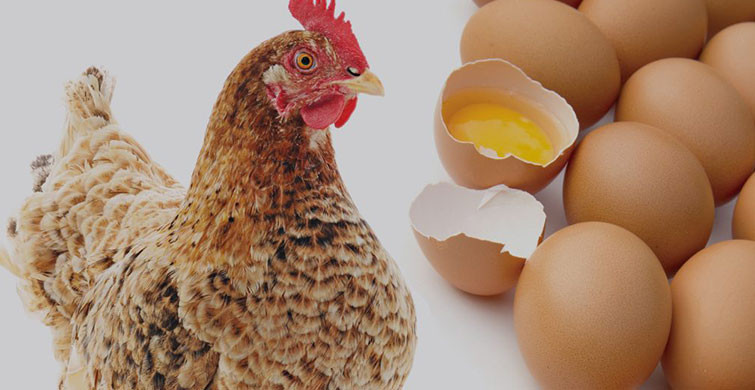 Yumurta Fiyatları Altını Solladı