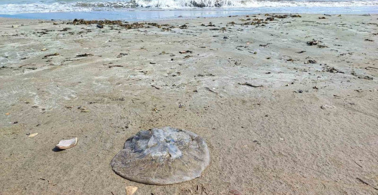 Yumurtalık Sahiline Denizanası İstilası