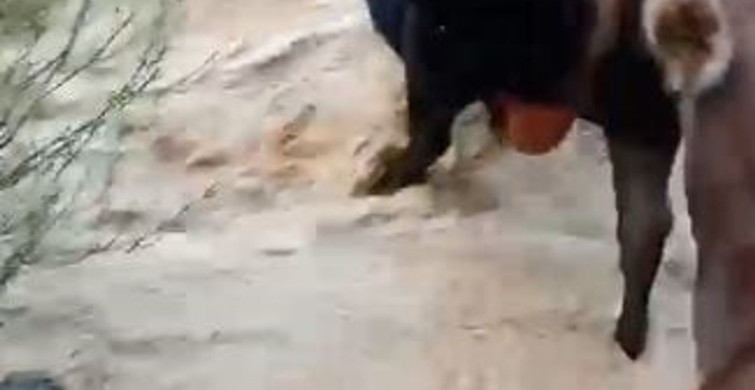 Yusufeli'nde yağış sonrası taşan dereden geçen büyükbaş hayvanlar