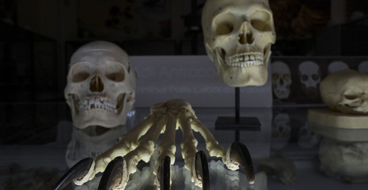 Yüz Giydirme ile Kayıp Şahısların İzini Süren Laboratuvar