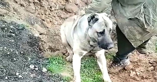 Can Çekişen Köpek İçin Bakanlıktan Açıklama! Üzüldüm Ve Talimat Verdim