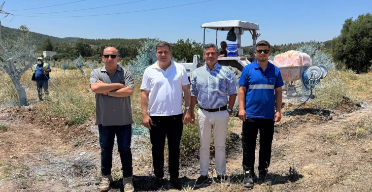 Zeytin ağaçları sağlıklı büyüyor, Milas ekonomisi güçleniyor