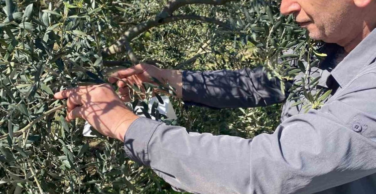 Zeytin Güvesine Karşı Tuzak Kurulumları Başladı